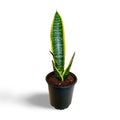 Sansevieria Superba