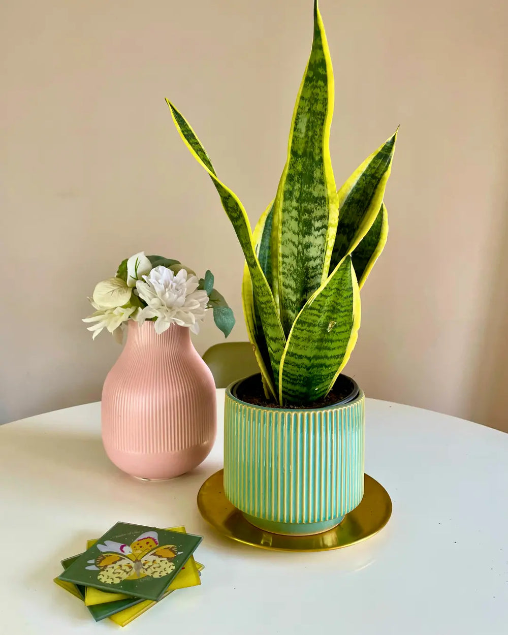Sansevieria Superba