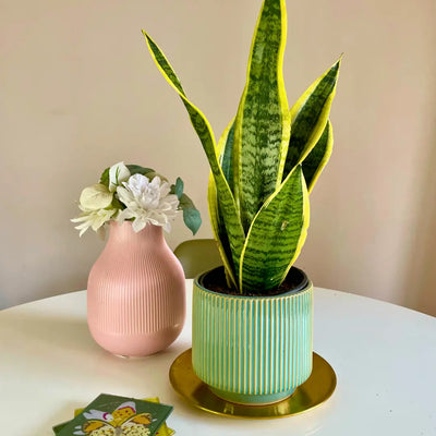 Sansevieria Superba