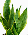 Sansevieria Superba