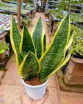 Sansevieria Superba