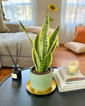 Sansevieria Superba