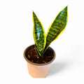 Sansevieria Superba