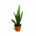 Sansevieria Zeylanica