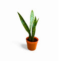 Sansevieria Zeylanica