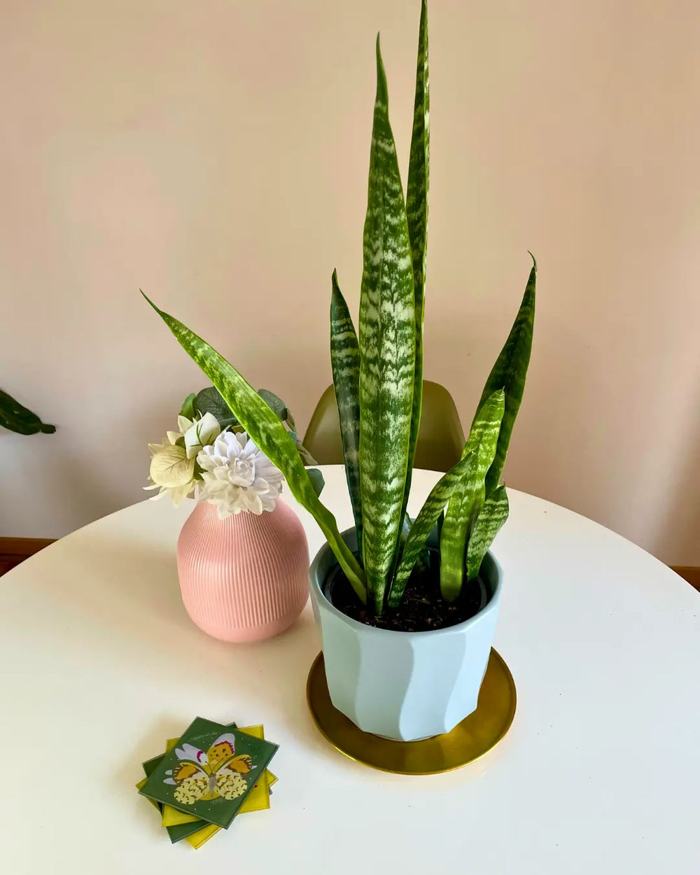 Sansevieria Zeylanica