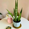 Sansevieria Zeylanica