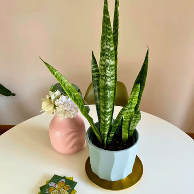 Sansevieria Zeylanica