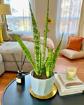 Sansevieria Zeylanica