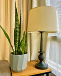 Sansevieria Zeylanica