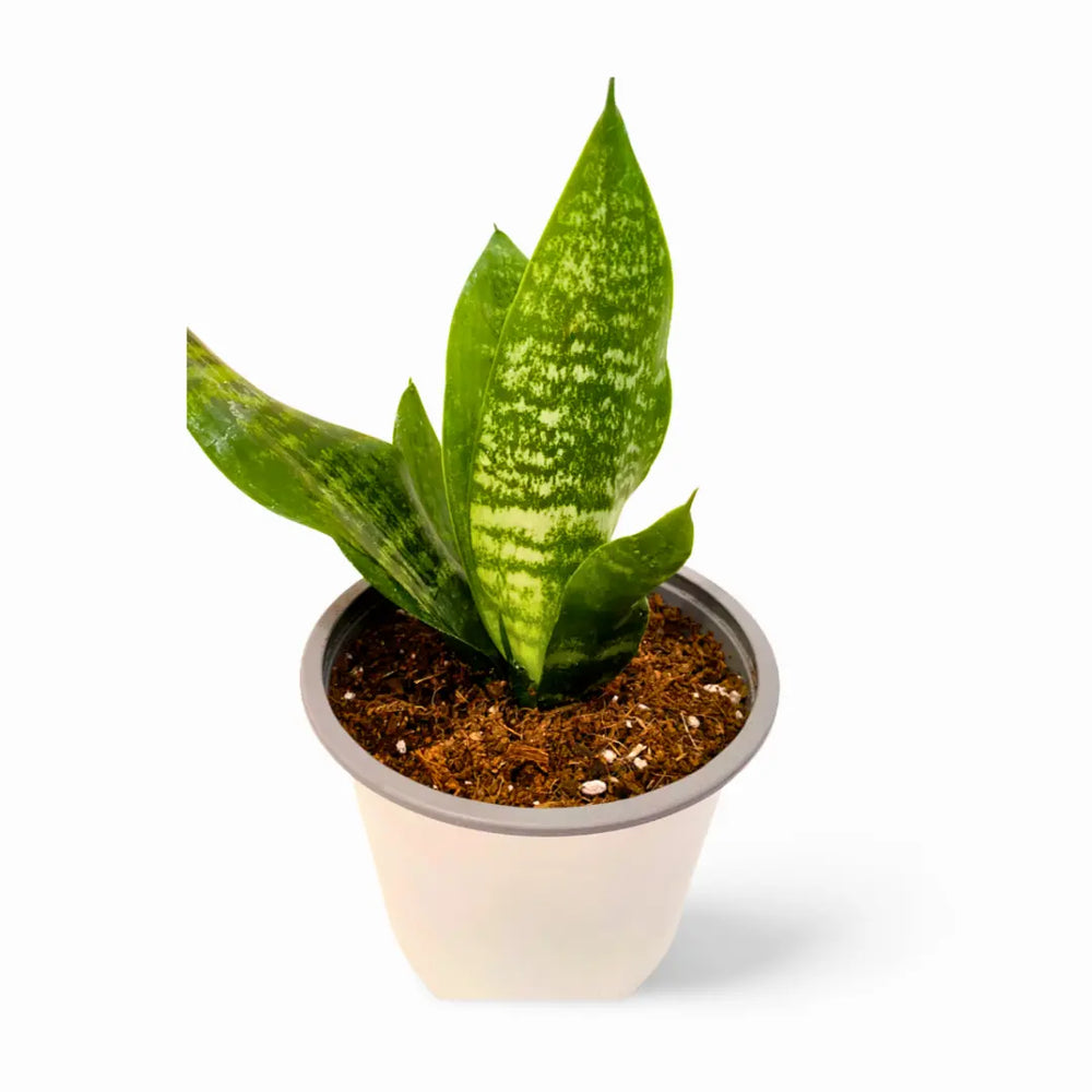 Sansevieria Zeylanica Robusta
