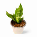 Sansevieria Zeylanica Robusta