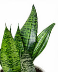 Sansevieria Zeylanica Robusta