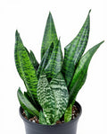 Sansevieria Zeylanica Robusta
