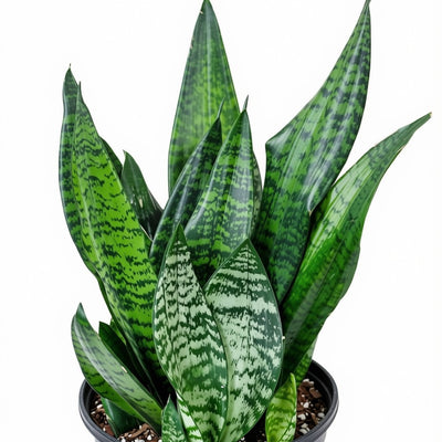 Sansevieria Zeylanica Robusta