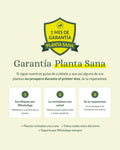 Garantía Planta Sana de 1 mes: si su planta no prospera, se la reponemos