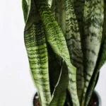 Sansevieria Zeylanica