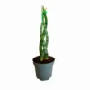 Sansevieria Cilíndrica Trenzada