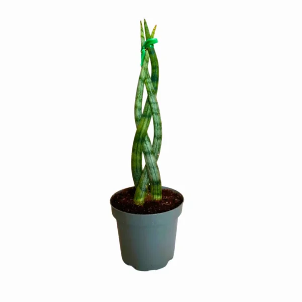 Cilindrica Trenzada 1 Sansevieria Cilíndrica Trenzada