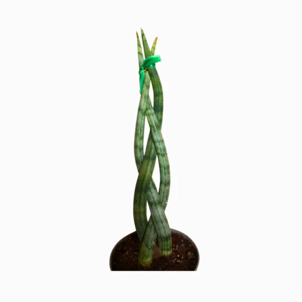 Cilindrica Trenzada 2 Sansevieria Cilíndrica Trenzada