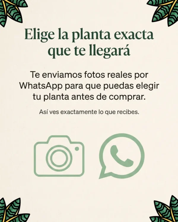 Sansevieria Moonshine