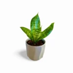 Sansevieria Hahnii Green