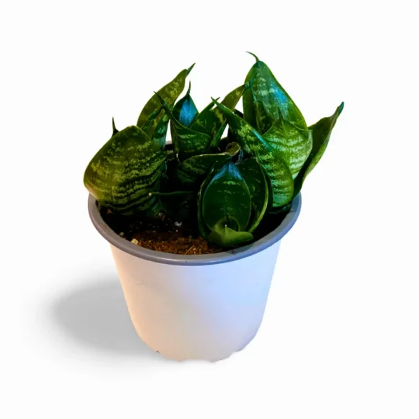 Sansevieria Hahnii Green