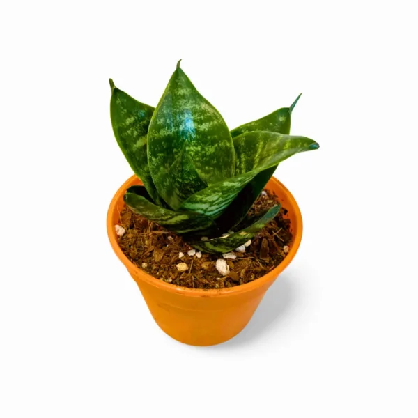 Sansevieria Hahnii Green