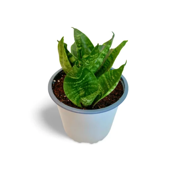 Sansevieria Hahnii Green