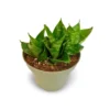 Sansevieria Hahnii Green