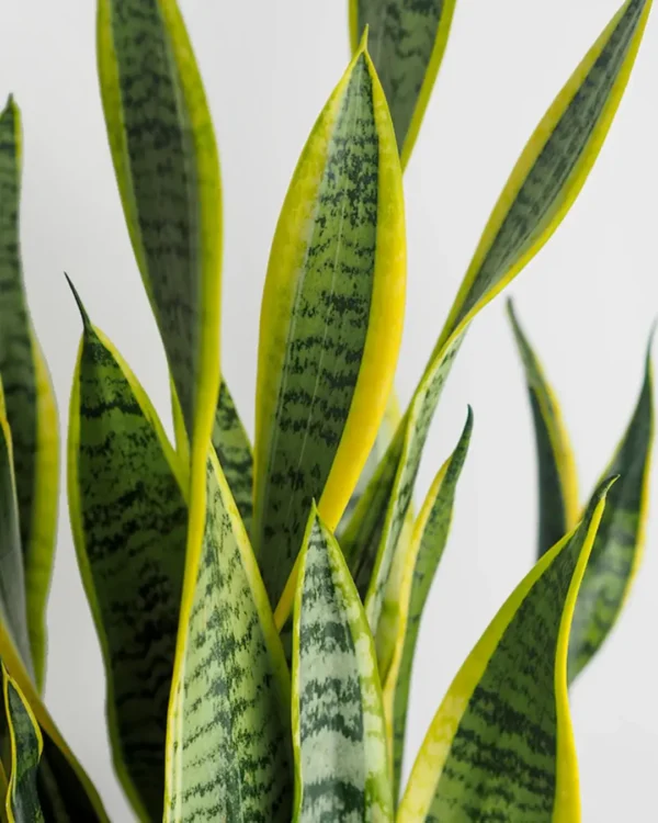 Hojas Laurentii Hojas Laurentii