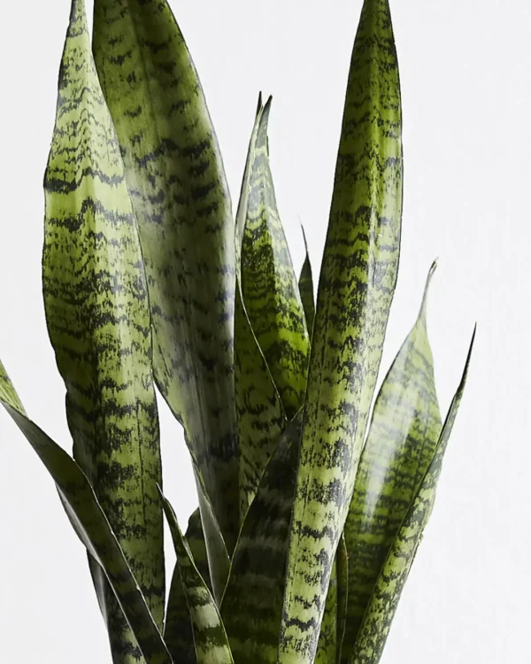 Hojas Zeylanicas Hojas Zeylanicas