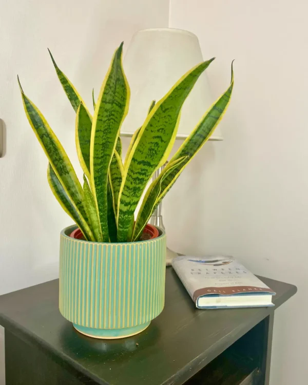 Laurentii dormitorio Laurentii dormitorio