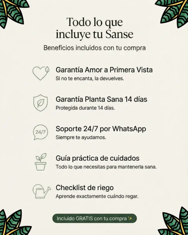 Sansevieria Moonshine