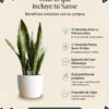 Lo que incluye tu sansevieria Zeylanica Sansevieria Zeylanica