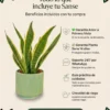 Lo que incluye tu sansevieria laurentii Sansevieria Laurentii