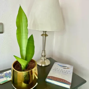 Moonshine Habitación