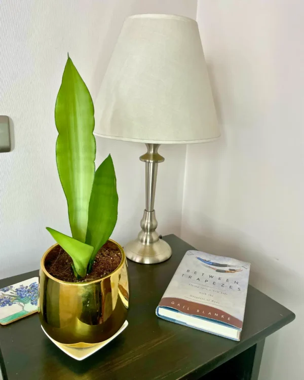 Moonshine Habitación