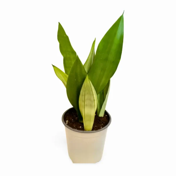Sansevieria Moonshine