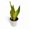 Sansevieria Moonshine