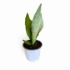 Sansevieria Moonshine