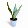 sansevieria moonshine