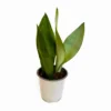 Sansevieria Moonshine
