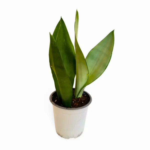 Sansevieria Moonshine