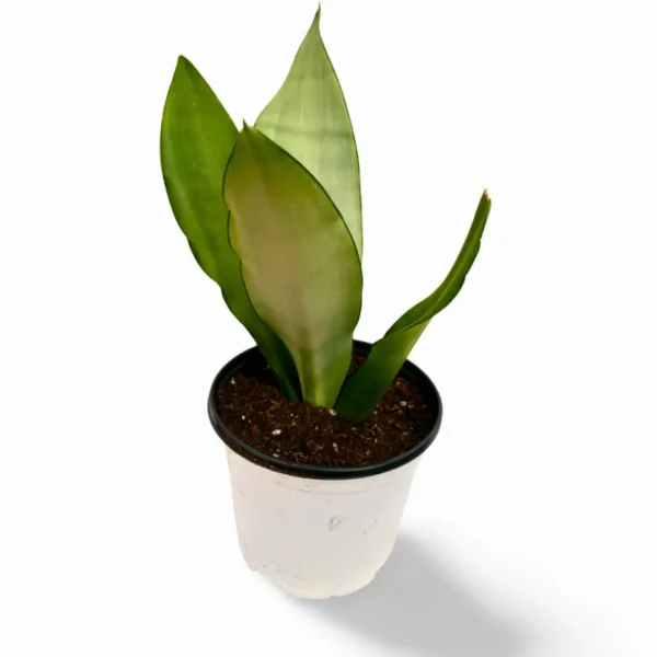 Sansevieria Moonshine