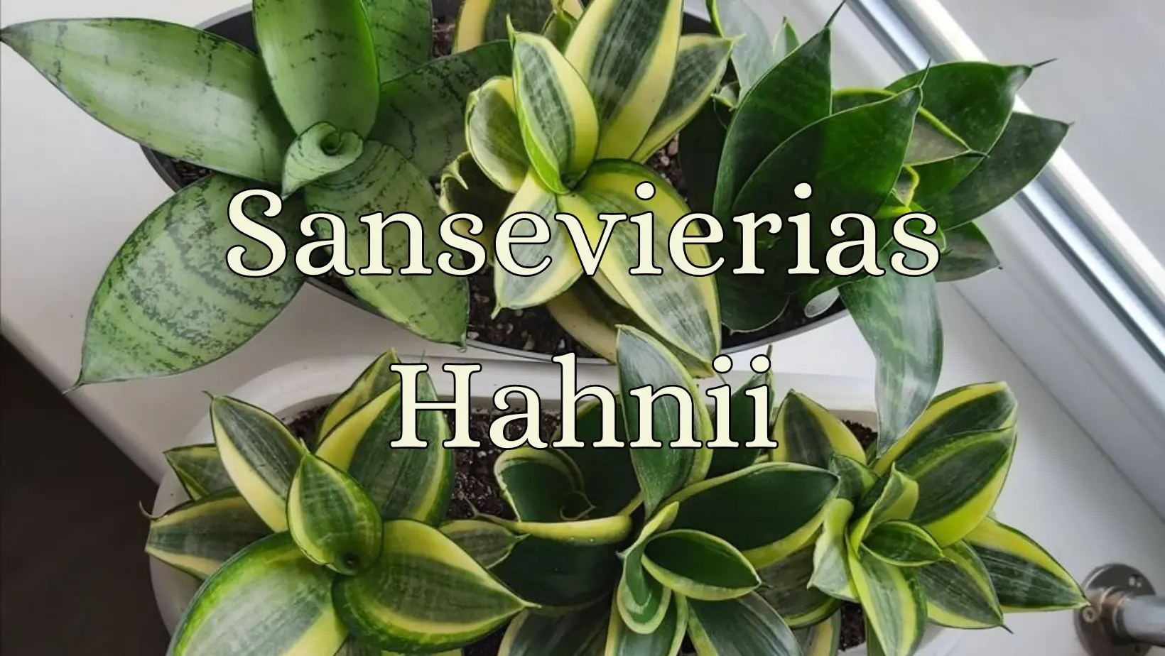 sansevieras hahnii