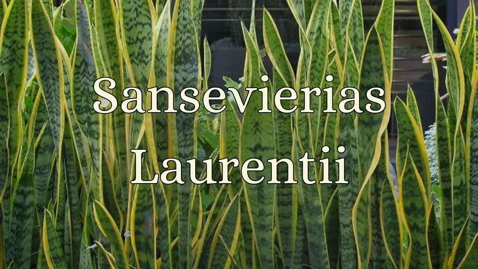 sansevierias-laurentii
