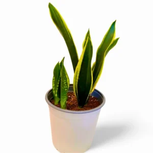 sanseveria black gold l
