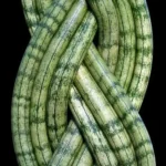 sansevieria cilíndrica trenzada