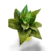 sansevieria hahnii green l